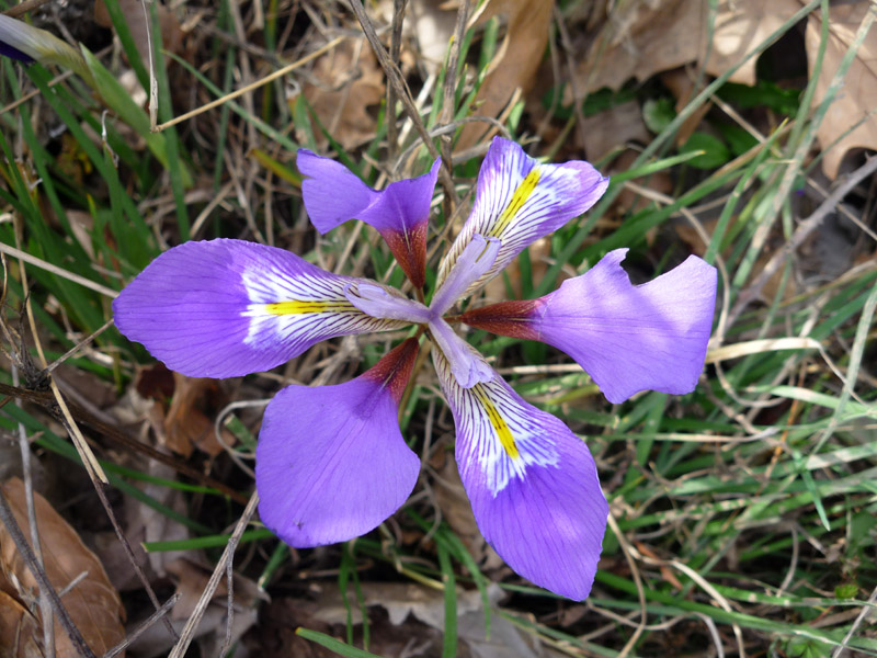 Iris unguicularis / Iris a foglie strette